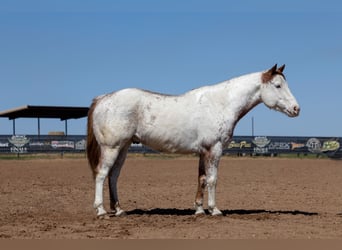 Trekpaard Mix, Ruin, 7 Jaar, 160 cm, Roodvos
