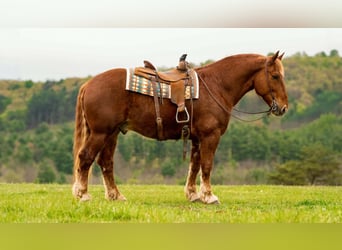 Trekpaard, Ruin, 7 Jaar, 163 cm, Donkere-vos