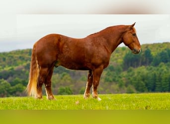 Trekpaard, Ruin, 7 Jaar, 163 cm, Donkere-vos