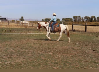 Trekpaard Mix, Ruin, 7 Jaar, 163 cm, Gevlekt-paard