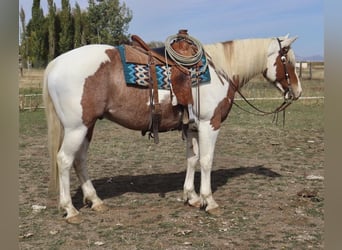 Trekpaard Mix, Ruin, 7 Jaar, 163 cm, Gevlekt-paard