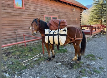 Trekpaard Mix, Ruin, 7 Jaar, 163 cm, Roan-Bay