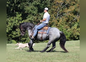 Trekpaard, Ruin, 7 Jaar, 163 cm, Roan-Blue