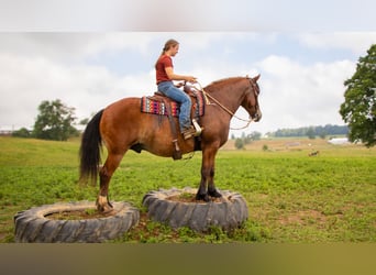 Trekpaard Mix, Ruin, 7 Jaar, 163 cm, Roodbruin