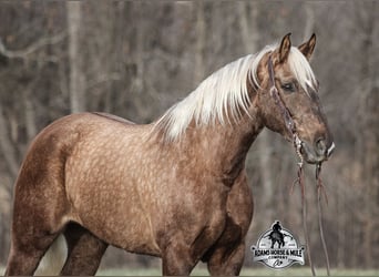 Trekpaard Mix, Ruin, 7 Jaar, 163 cm