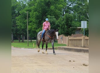 Trekpaard, Ruin, 7 Jaar, 165 cm, Roan-Blue