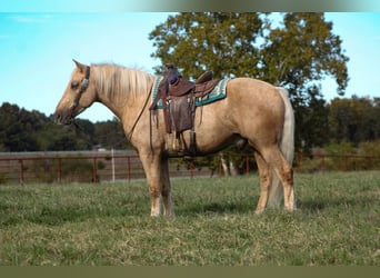 Trekpaard Mix, Ruin, 7 Jaar, 168 cm, Palomino