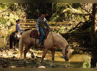 Trekpaard Mix, Ruin, 7 Jaar, 168 cm, Palomino