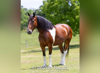 Trekpaard, Ruin, 7 Jaar, 168 cm, Tobiano-alle-kleuren