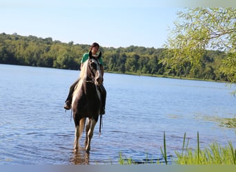 Trekpaard Mix, Ruin, 7 Jaar, 170 cm, Gevlekt-paard