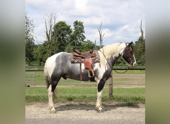Trekpaard Mix, Ruin, 7 Jaar, 170 cm, Gevlekt-paard