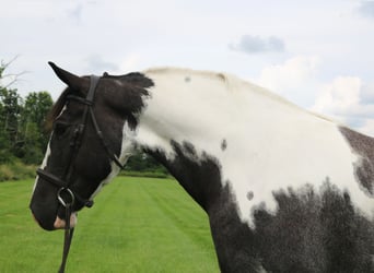 Trekpaard Mix, Ruin, 7 Jaar, 170 cm, Gevlekt-paard