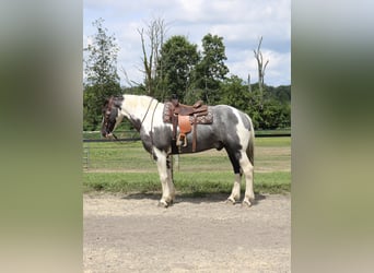 Trekpaard Mix, Ruin, 7 Jaar, 170 cm, Gevlekt-paard
