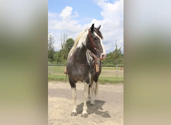 Trekpaard Mix, Ruin, 7 Jaar, 170 cm, Gevlekt-paard
