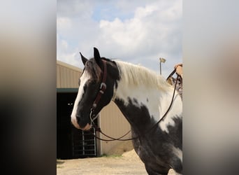 Trekpaard Mix, Ruin, 7 Jaar, 170 cm, Gevlekt-paard