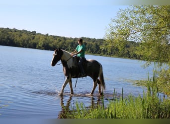 Trekpaard Mix, Ruin, 7 Jaar, 170 cm, Gevlekt-paard