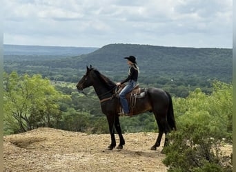 Trekpaard, Ruin, 7 Jaar, 173 cm, Bruin