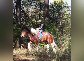 Trekpaard Mix, Ruin, 7 Jaar, 173 cm, Gevlekt-paard