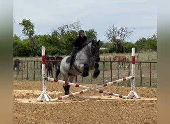Trekpaard Mix, Ruin, 7 Jaar, 173 cm, Roan-Blue