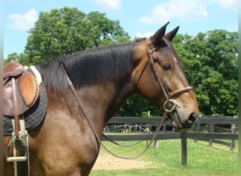 Trekpaard, Ruin, 7 Jaar, 175 cm, Roodbruin