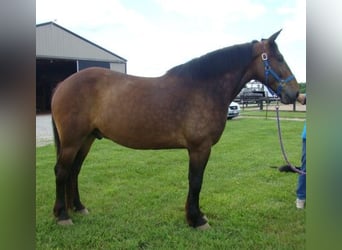 Trekpaard, Ruin, 7 Jaar, 175 cm, Roodbruin