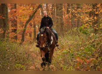 Trekpaard Mix, Ruin, 7 Jaar, 178 cm, Roodbruin