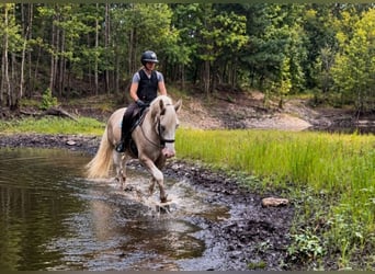 Trekpaard Mix, Ruin, 7 Jaar