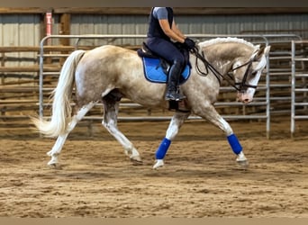 Trekpaard Mix, Ruin, 7 Jaar