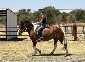 Trekpaard Mix, Ruin, 7 Jaar, Gevlekt-paard