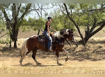 Trekpaard Mix, Ruin, 7 Jaar, Gevlekt-paard
