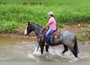 Trekpaard, Ruin, 7 Jaar, Roan-Blue