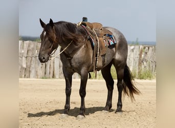 Trekpaard Mix, Ruin, 7 Jaar, Roan-Blue