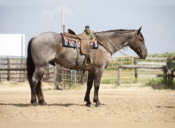 Trekpaard Mix, Ruin, 7 Jaar, Roan-Blue