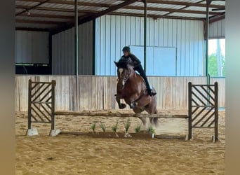 Trekpaard Mix, Ruin, 7 Jaar, Roodbruin