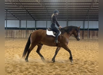 Trekpaard Mix, Ruin, 7 Jaar, Roodbruin