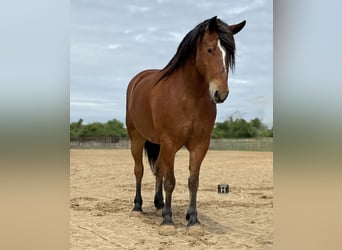 Trekpaard Mix, Ruin, 7 Jaar, Roodbruin