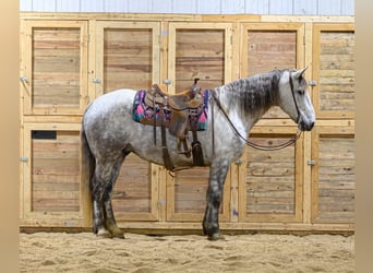 Trekpaard Mix, Ruin, 7 Jaar, Schimmel