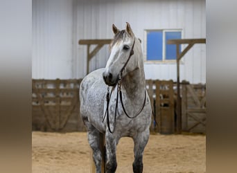Trekpaard Mix, Ruin, 7 Jaar, Schimmel