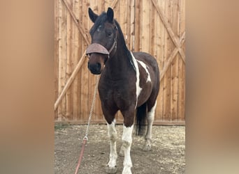 Trekpaard, Ruin, 7 Jaar, Tobiano-alle-kleuren