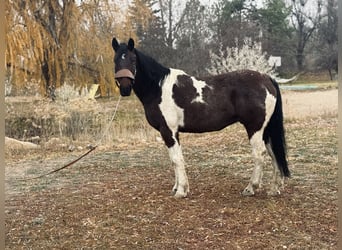 Trekpaard, Ruin, 7 Jaar, Tobiano-alle-kleuren