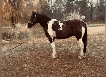 Trekpaard, Ruin, 7 Jaar, Tobiano-alle-kleuren