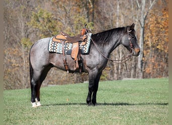 Trekpaard, Ruin, 8 Jaar, 145 cm, Roan-Blue