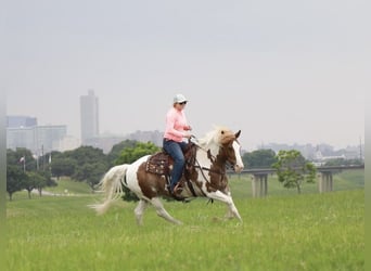 Trekpaard, Ruin, 8 Jaar, 145 cm, Roan-Red