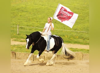 Trekpaard Mix, Ruin, 8 Jaar, 145 cm, Tobiano-alle-kleuren