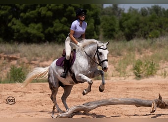 Trekpaard Mix, Ruin, 8 Jaar, 150 cm, Schimmel