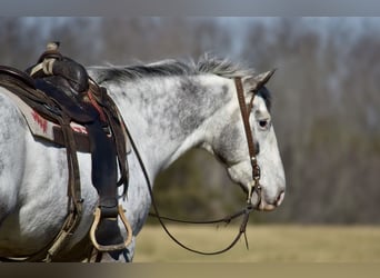 Trekpaard Mix, Ruin, 8 Jaar, 152 cm