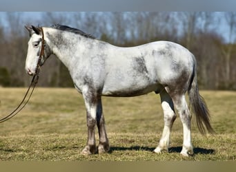 Trekpaard Mix, Ruin, 8 Jaar, 152 cm