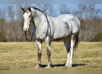 Trekpaard Mix, Ruin, 8 Jaar, 152 cm