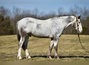 Trekpaard Mix, Ruin, 8 Jaar, 152 cm