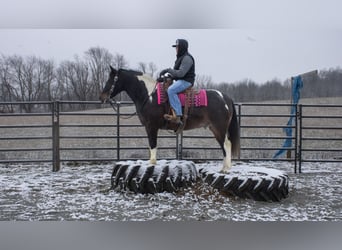 Trekpaard Mix, Ruin, 8 Jaar, 155 cm